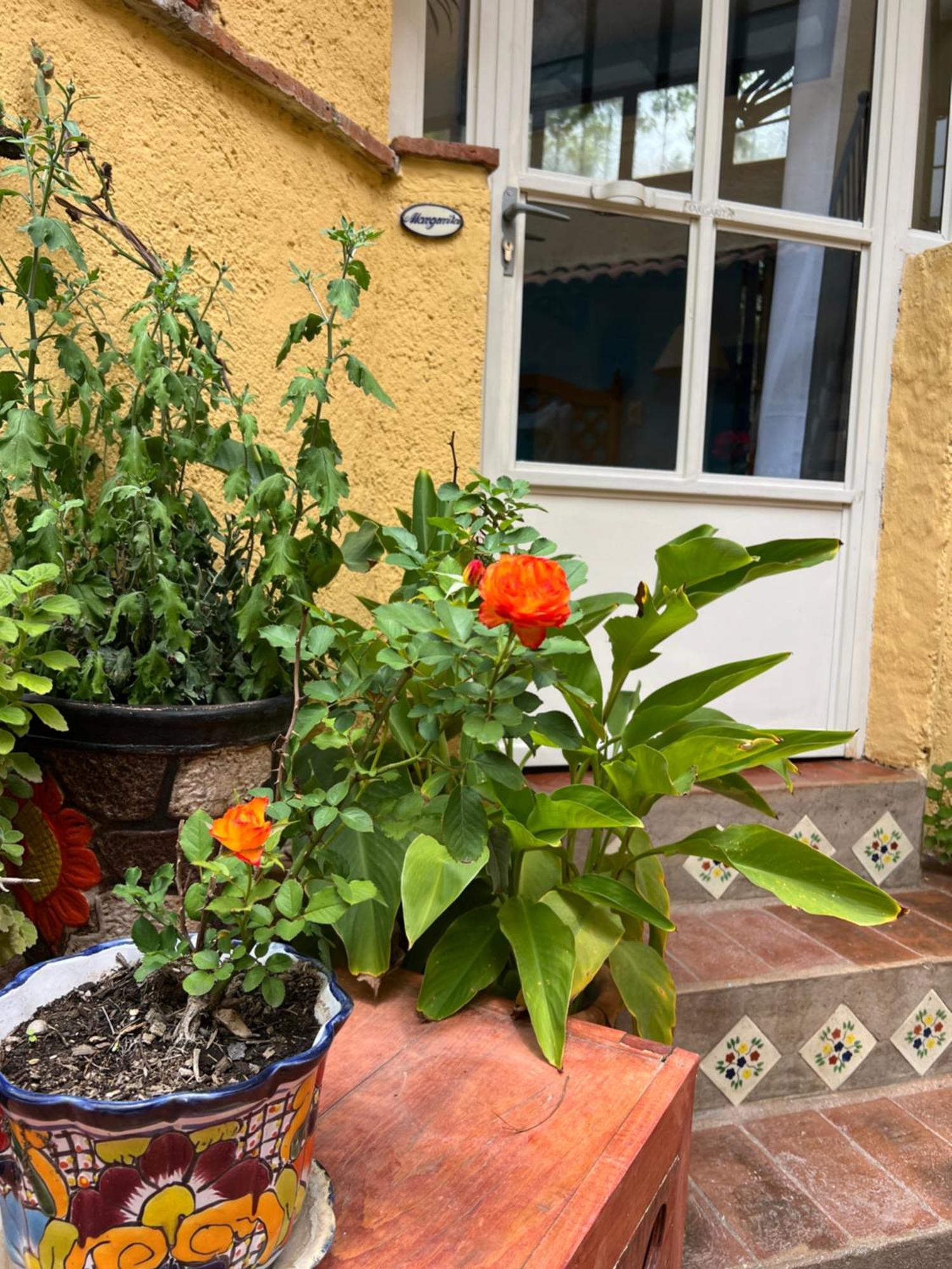 سان ميغيل دي الليندي Boutique Hotel Casa Camellia المظهر الخارجي الصورة